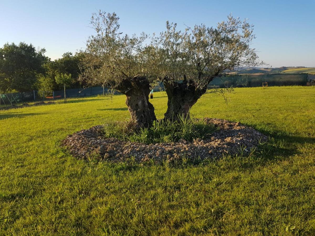 fattoria country village Montecarotto Esterno foto